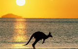 Australia_kangaroo